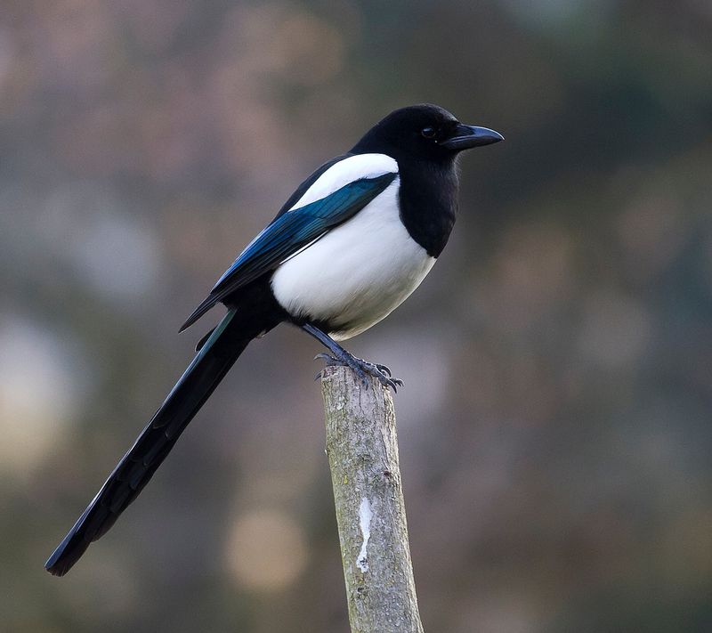 Acrobatic Magpies