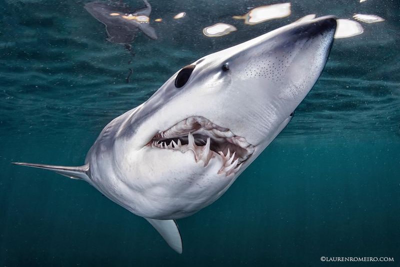 Faster Than The Rest: What Makes The Mako Shark A True Ocean Speedster