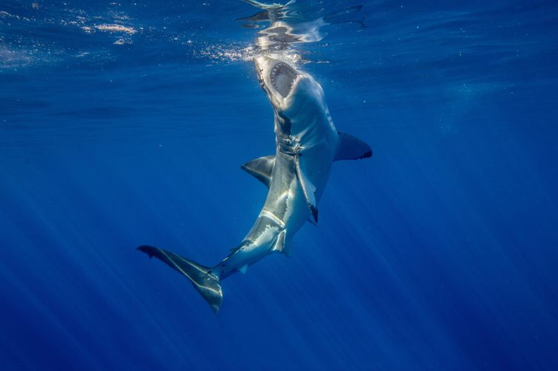 On The Hunt: The Mako Shark's Strategy For Success In The Ocean