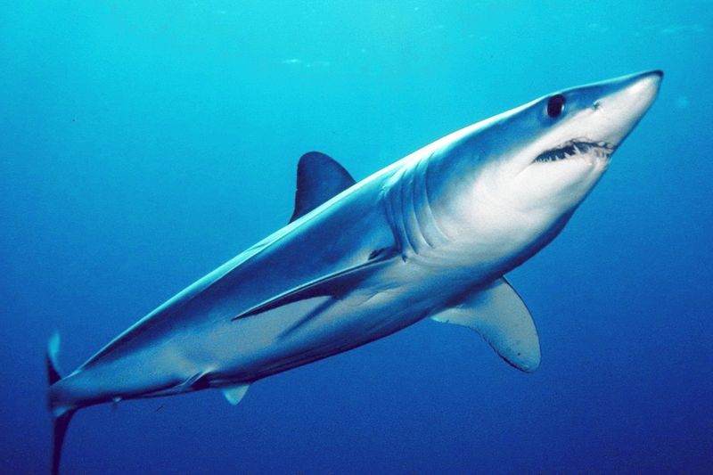 Under The Radar: Hidden Spots Where Mako Sharks Thrive