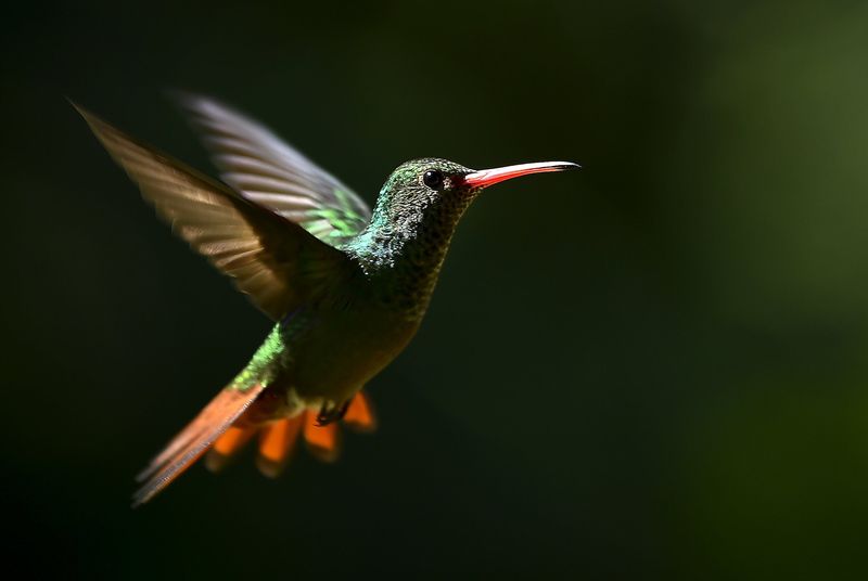 Tiny Aerial Acrobats