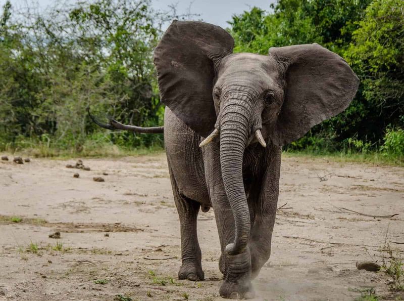 What It Means When Elephants Spread Their Ears