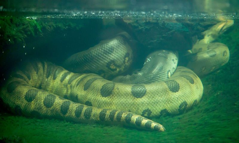 The Amazon River