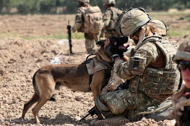 The Dogs' Original Missions Were Classified