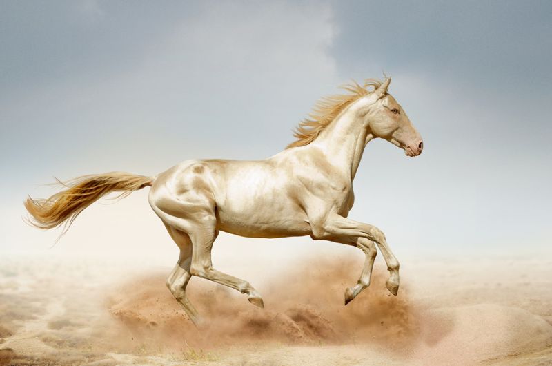 Wild At Heart: The Akhal-Teke