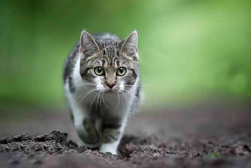 Vanishing European Shorthair