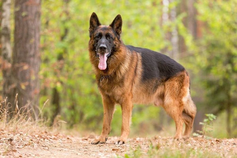 German Shepherds: The Gold Standard