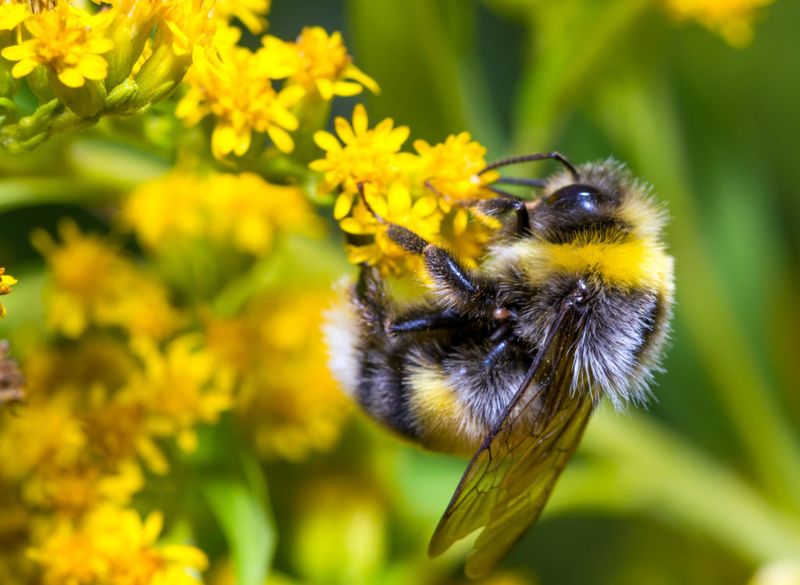 Why Bumblebees Matter More Than You Think