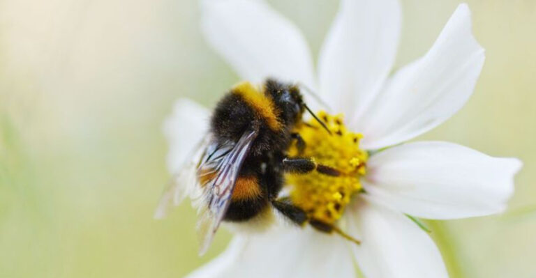 The Mighty World Of Bumblebees: Tiny Nests, Big Impact