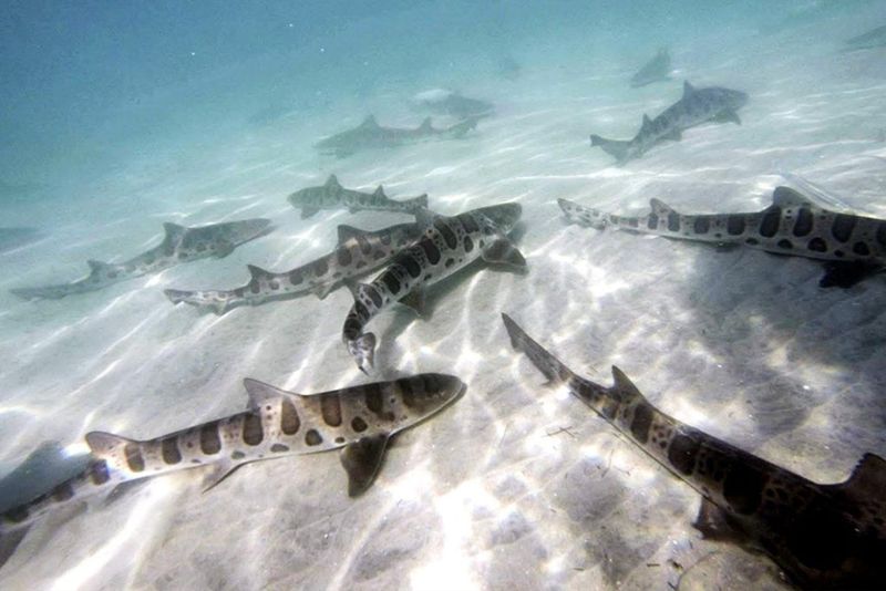 Leopard Sharks' Sunbathing Habit