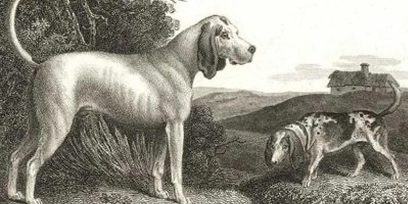 The Talbot Hound