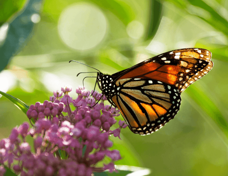 How To Attract Monarch Butterflies To Your Garden In Delaware