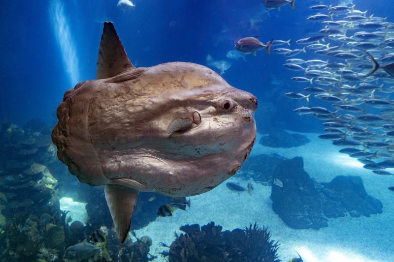 The Ocean Sunfish's Floating Oddity