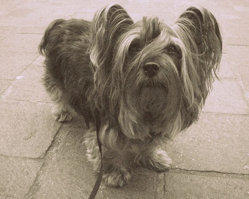 The Paisley Terrier