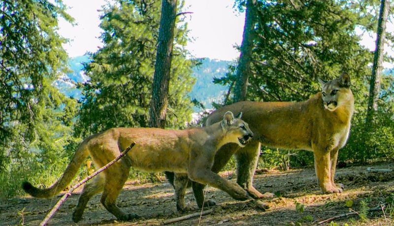 Pacific Northwest's Shadow Hunter: The Cougar