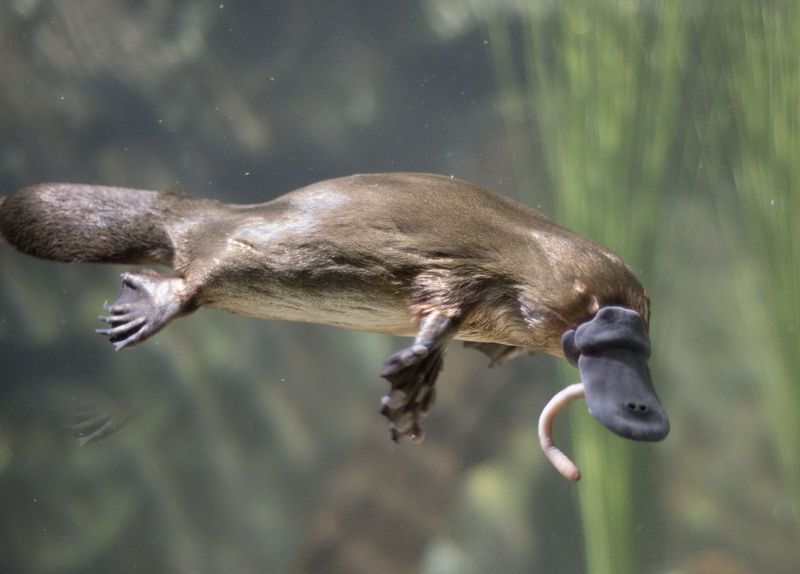 The Living Fossil Platypus