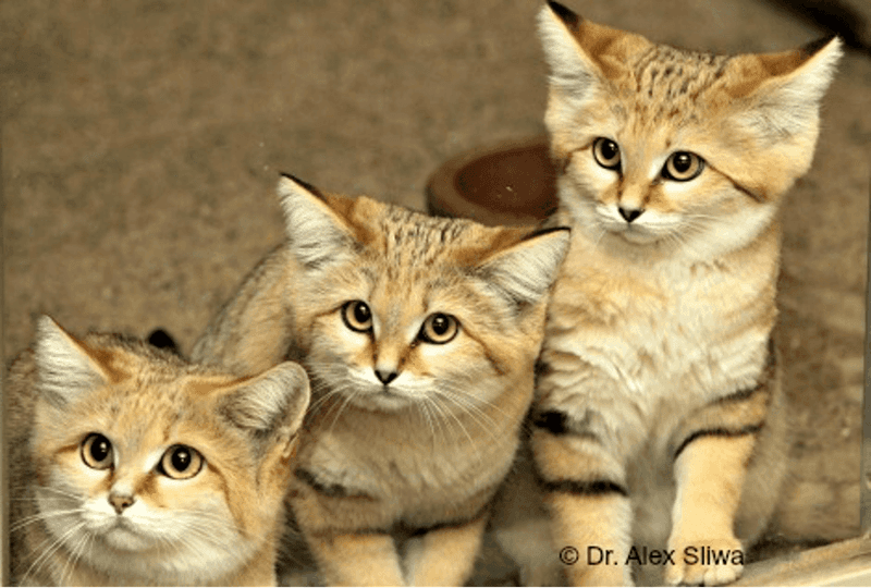 The Namibian Sand Cat