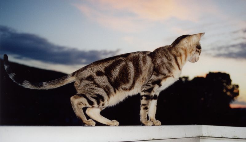Exotic Sokoke Forest Cat