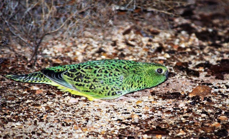 Rediscovering The 'Ghost' Bird: A Rare Sight After 100 Years