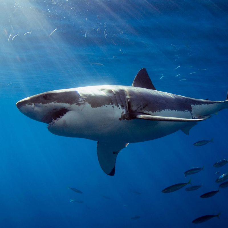 Shark Intelligence: How Smart Are They?