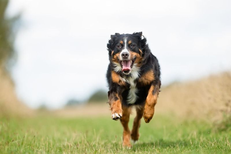 Springtime Zoomies Unleashed