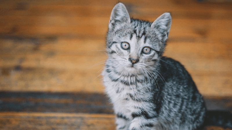 Striking Silver Tabbies