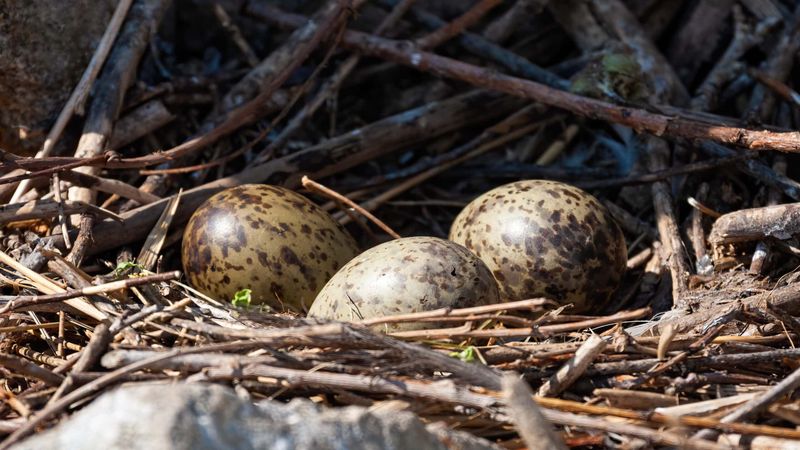 Technological Nest Innovations