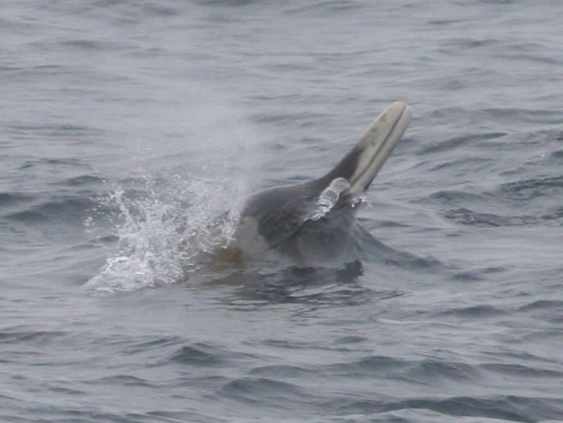 The Unicorn Of The Deep