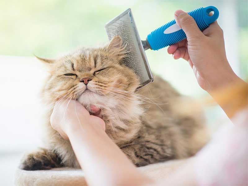 Bribery Through Brushing