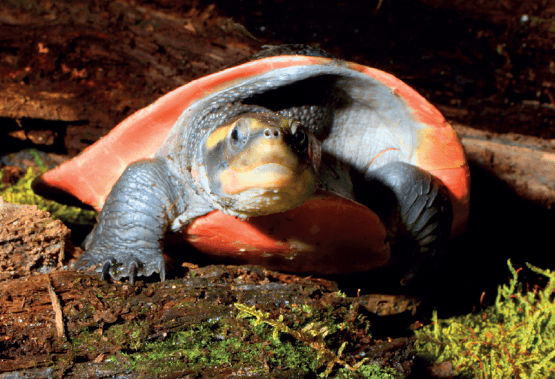 The Four-Eyed Wonder: Red-Bellied Short-Necked Turtle