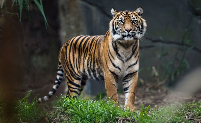 Tigers: Down To Just 3,900 Wild Individuals