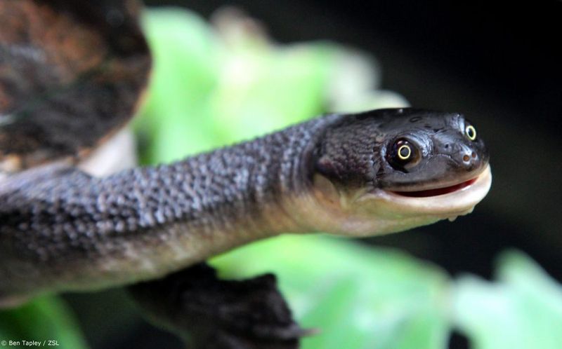 Smiling Mystery: The Roti Island Snake-Necked Turtle