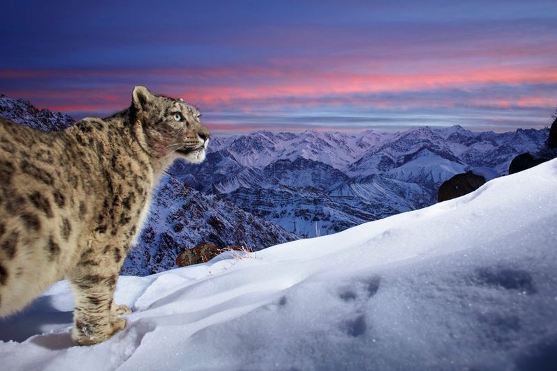 High-Altitude Masters Of Camouflage