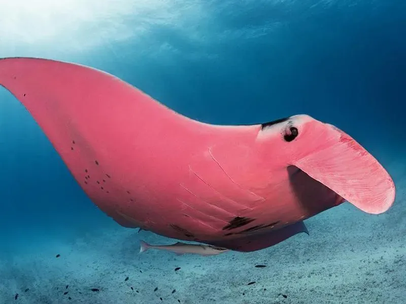 A Rosy Mystery In The Deep