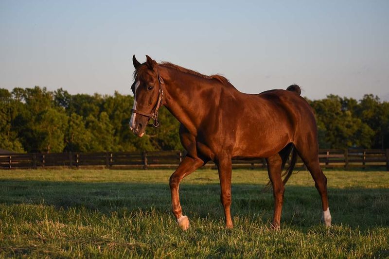 Five Spectacular Gaits