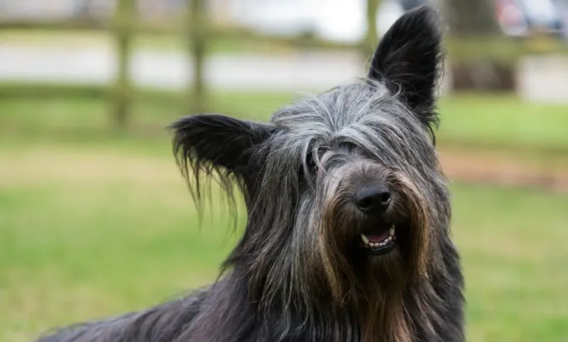 Skye Terrier – A Royal Legacy At Risk