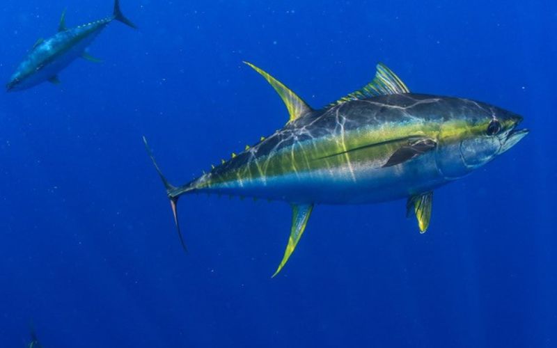 Broken: The Yellowfin Tuna Record (2012)