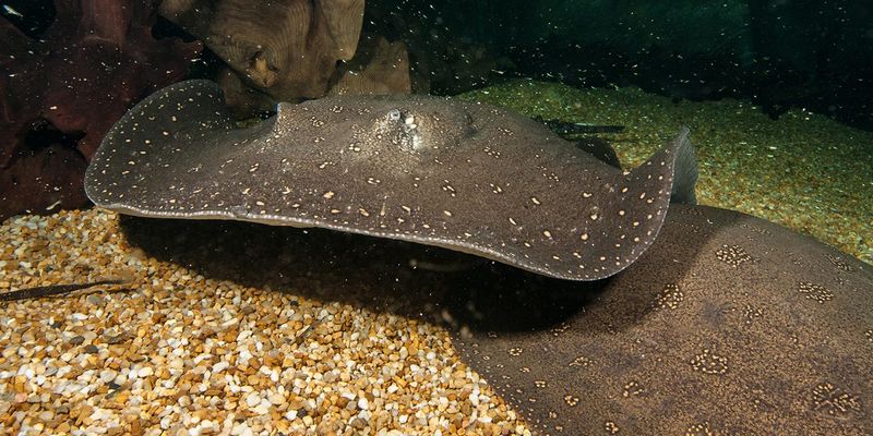 Freshwater Stingrays: Specialized Floor Dwellers