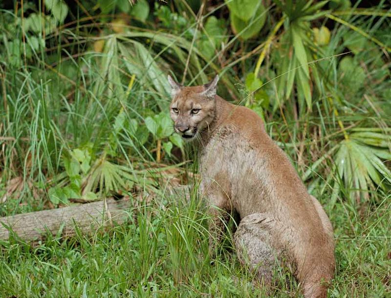 A History Of Conservation Efforts
