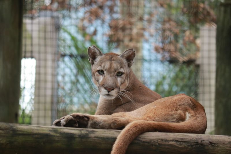 The Political Controversy Surrounding The Panther