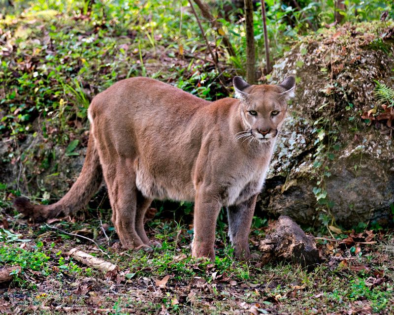 How The Florida Panther Got Its Name