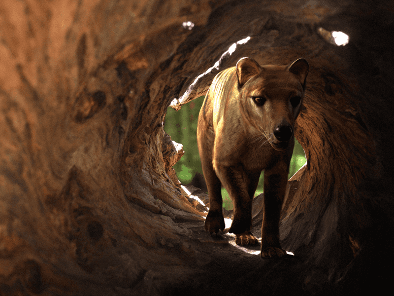 The Tasmanian Tiger
