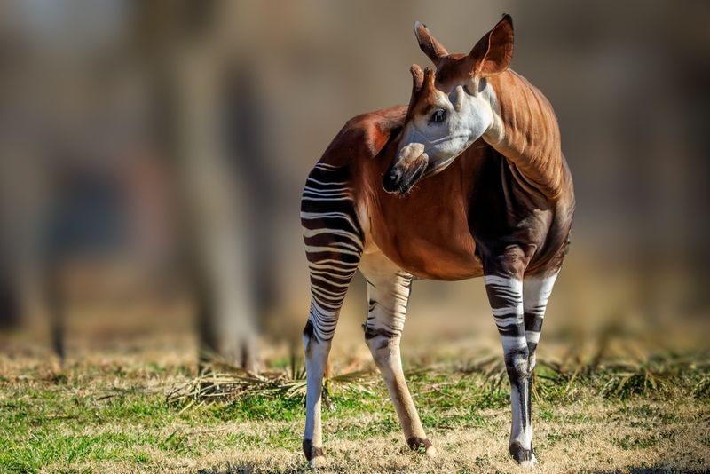 The Elegant Okapi