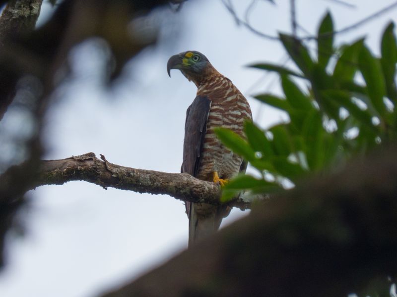 The Vanished Cuban Kite