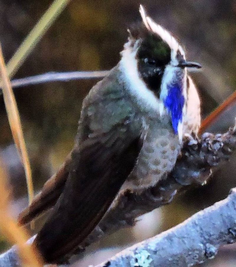 The Lost Hummingbird Of Colombia
