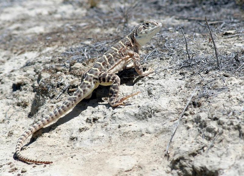 The Lost Lizard Of Las Vegas
