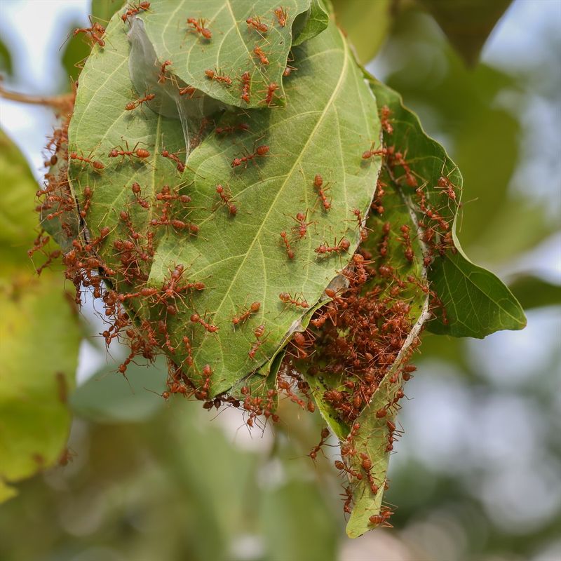 Never Settling: How Weaver Ants Keep Their Nests Growing