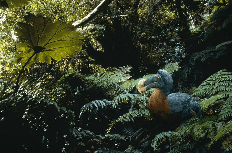Habitat Restoration Challenges