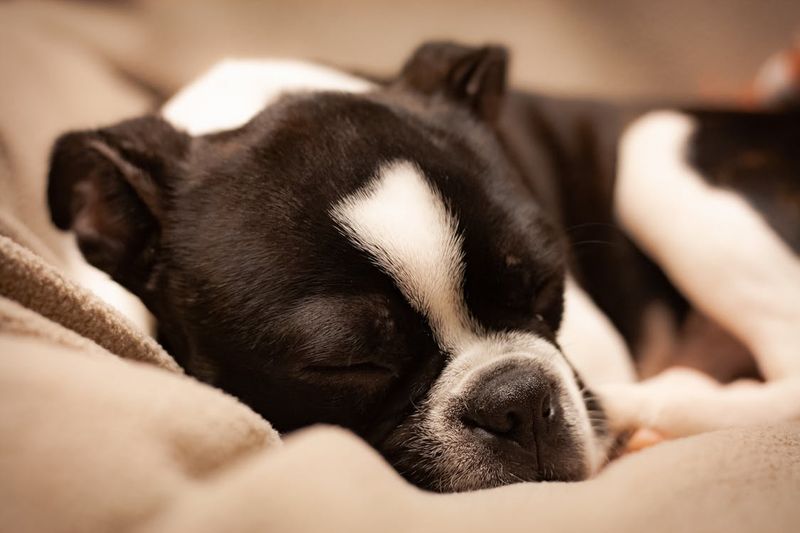 Contented Snooze