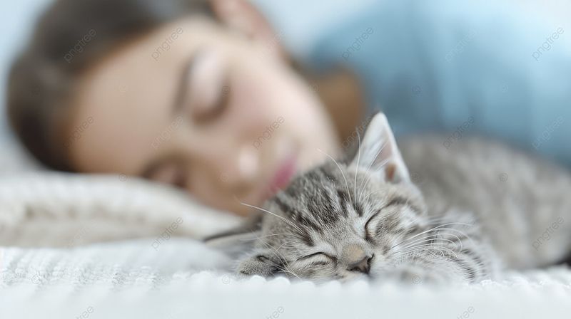 The Peaceful Companion